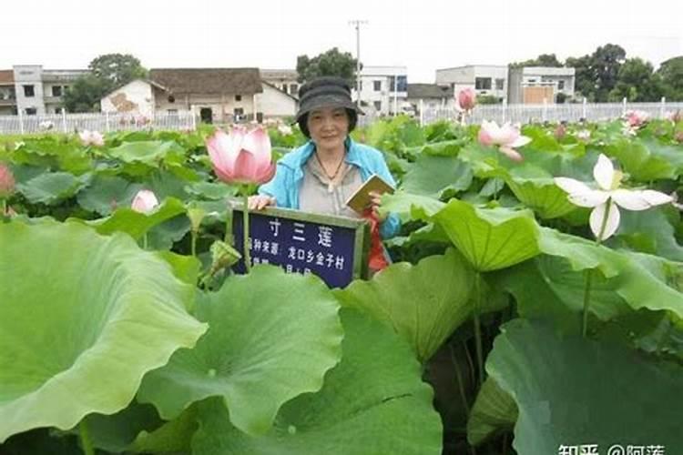 湘莲种植注意事项