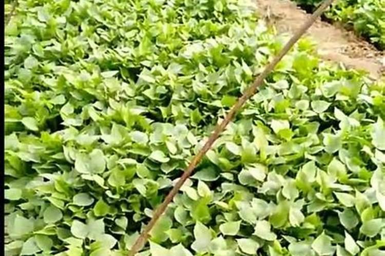 播种大豆如何浇水