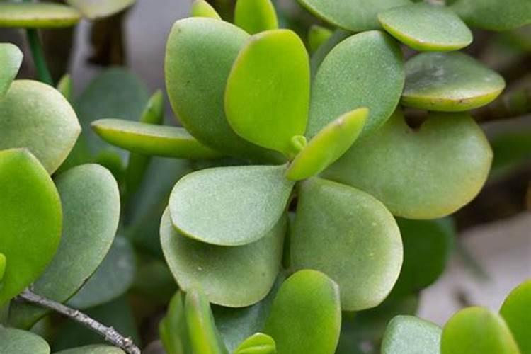 促进植物主杆生长肥料有哪些。