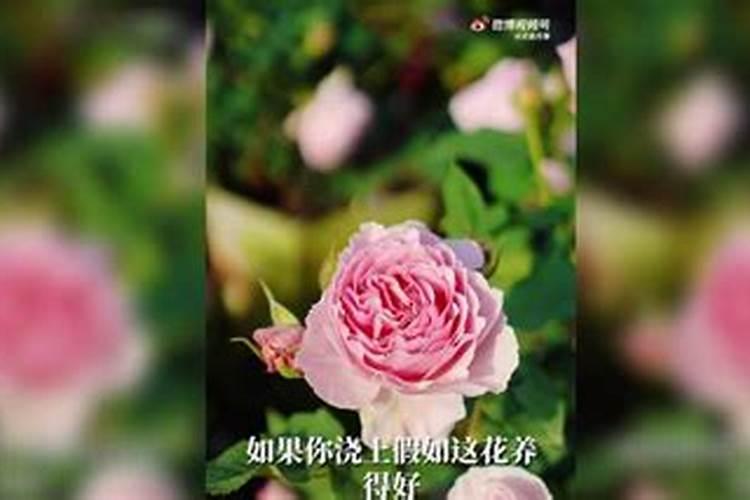 尿可以当花肥浇花吗
