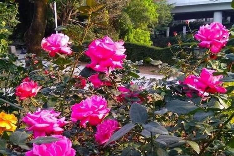 使月季开花施什么肥料