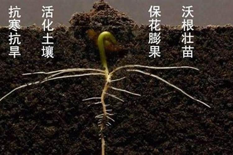矿源黄腐酸钾可以和菌肥一起用吗？