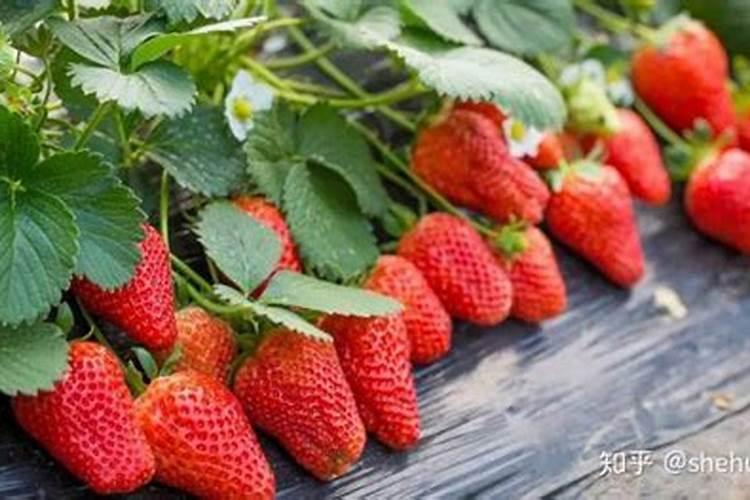 梨树施肥的最佳时间 梨树什么时候施肥