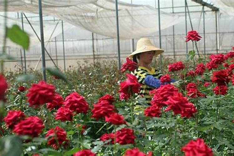 玫瑰花苗种植方法及养护(栽培玫瑰的注意事项)