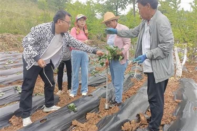 红薯该什么时候追肥？追肥该上哪些肥料？