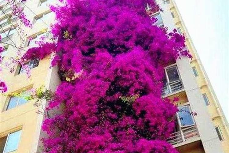 三角梅发芽后施什么肥