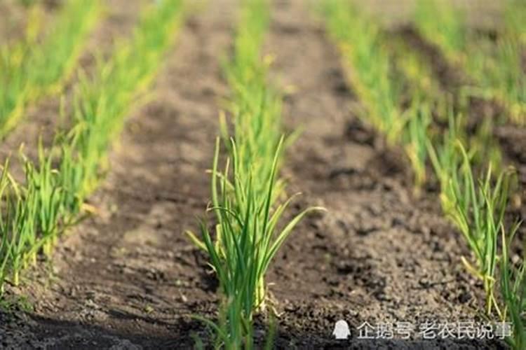 秋季种大蒜用二铵做底肥好还是用复合肥好？