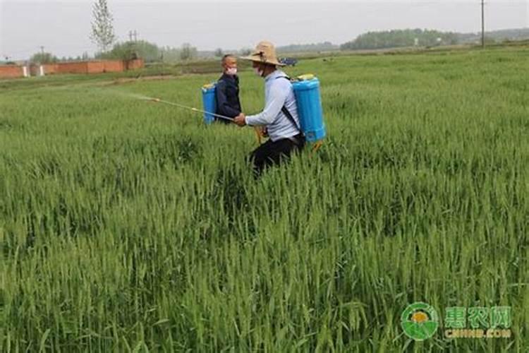 水溶肥使用时注意事项、方法与用量？