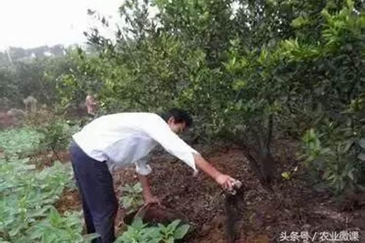 柑橘树主要用什么肥？