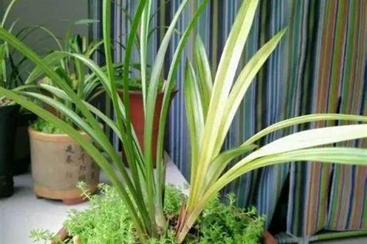 种植小香葱如何施肥？这样获得香葱高产？