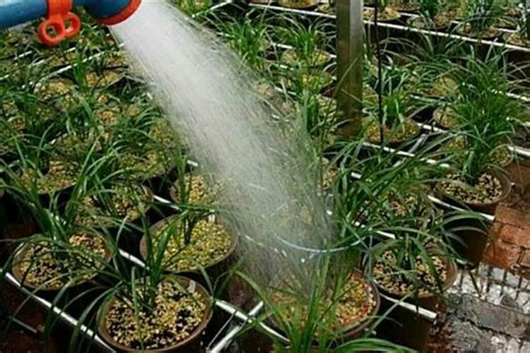 建兰的施肥方法什么肥料好？