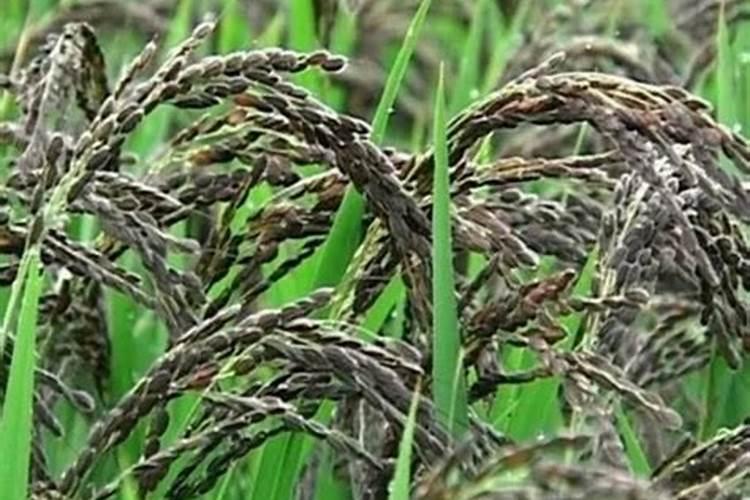 汗稻子怎样种植