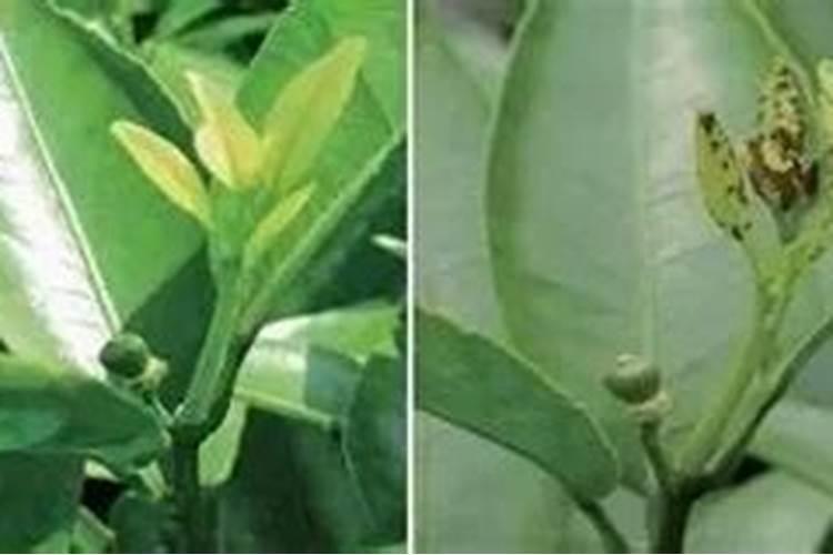 核桃树怕水淹吗