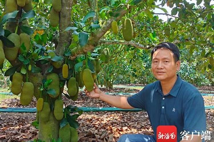 榴莲蜜种植高产方法