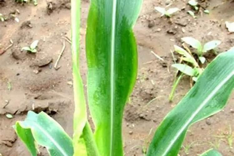 种菜地底肥用什么肥料最好