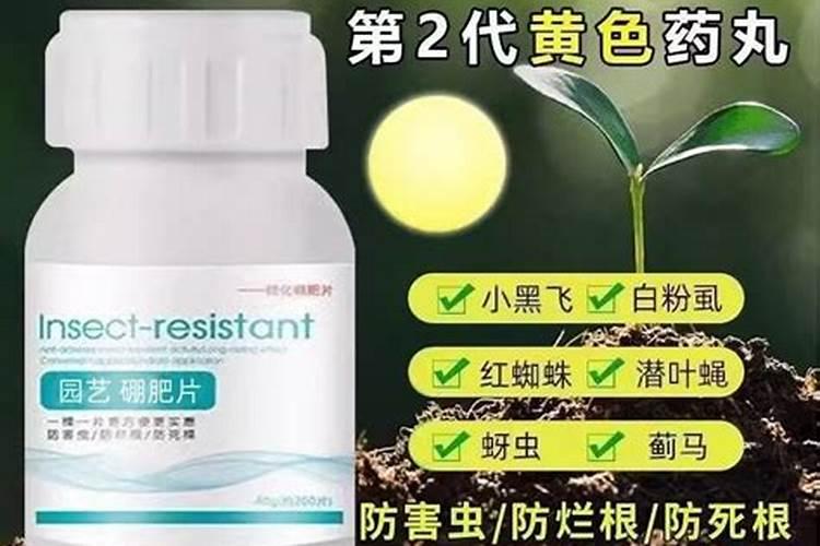 玫瑰花开败了怎么修剪