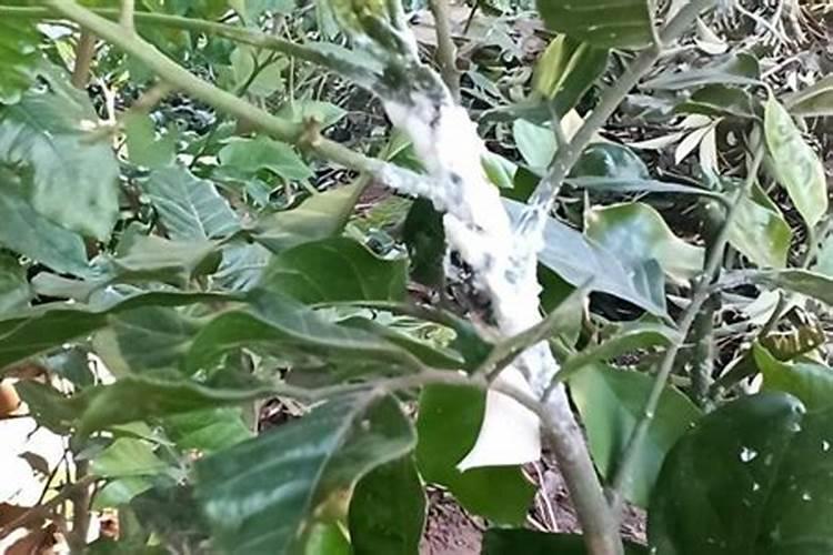 果树黄皮一年用多少肥合适？用什么水溶肥好？“调色师”促进果实生长百 ...