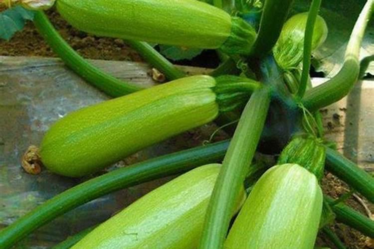 豆浆浇花有什么好处作用 豆浆可以浇花吗