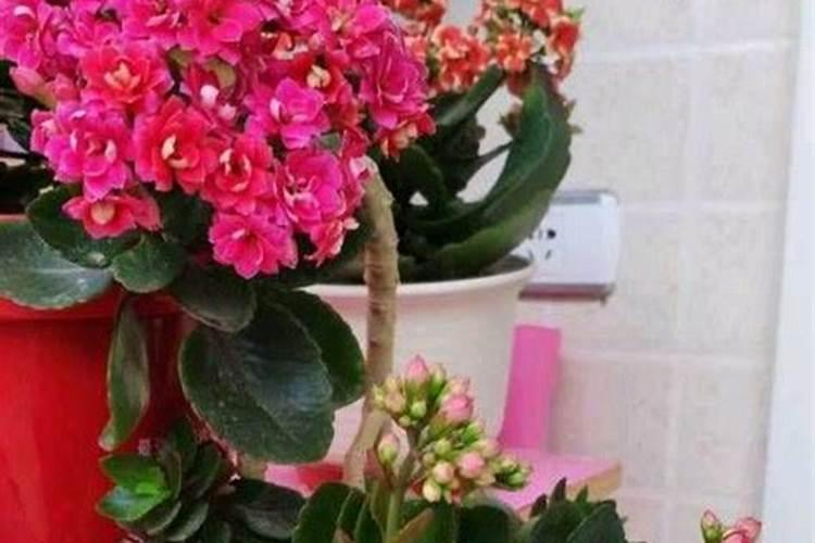 长寿花需要哪些肥料