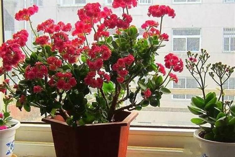 长寿花需要什么肥料