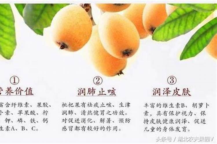 枇杷树施什么肥料最好？