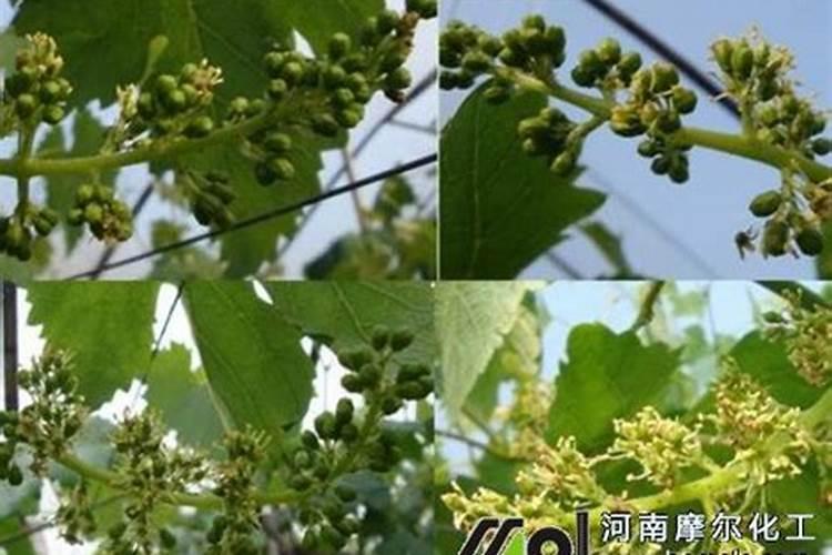 锌肥有哪些