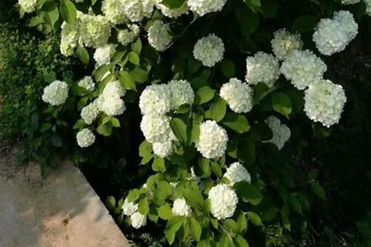 兰花施肥方法