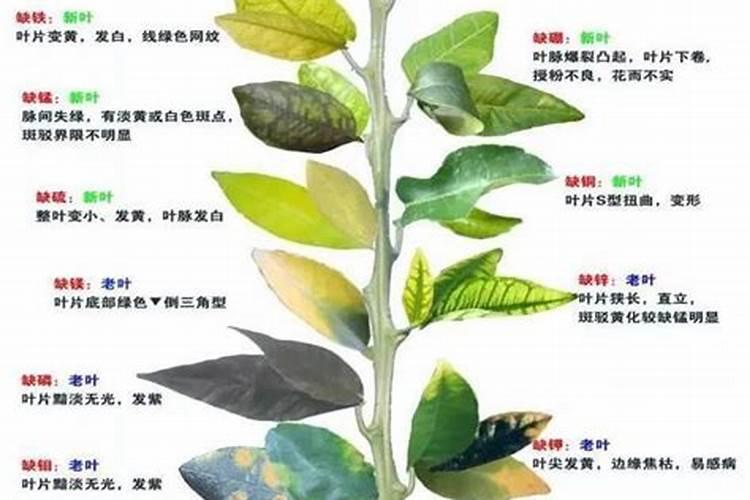 果树需要哪几类营养物质