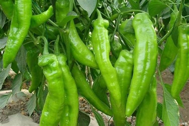 辣椒最忌施什么肥料
