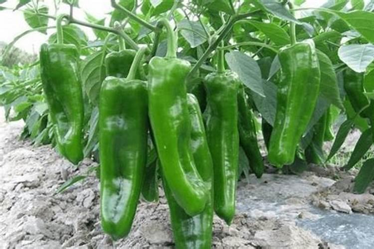辣椒最忌施什么肥料 辣椒的种植方法