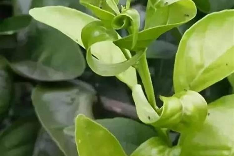 柑橘采收后喷什么叶面肥好？