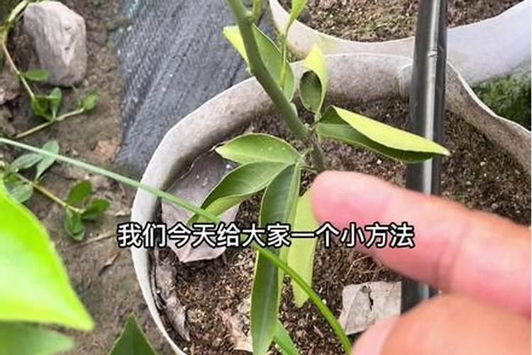 柑橘用什么水溶肥好