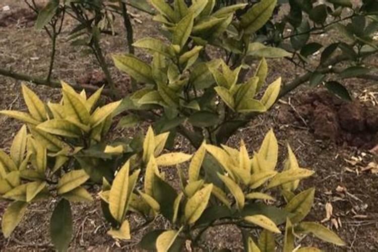 柑橘树施什么肥好？高产追肥使用昆仑风