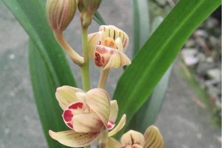 四季兰花期多久时间