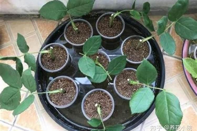 沙漠玫瑰施什么肥比较好