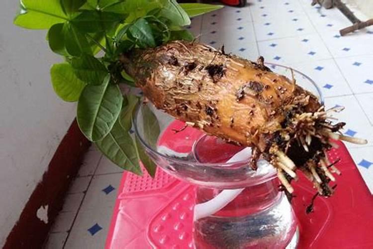 草莓花芽分化施什么肥;草莓怎么促进花芽分化