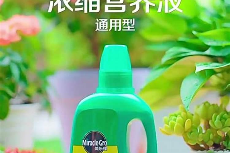 月季冬季施肥方法