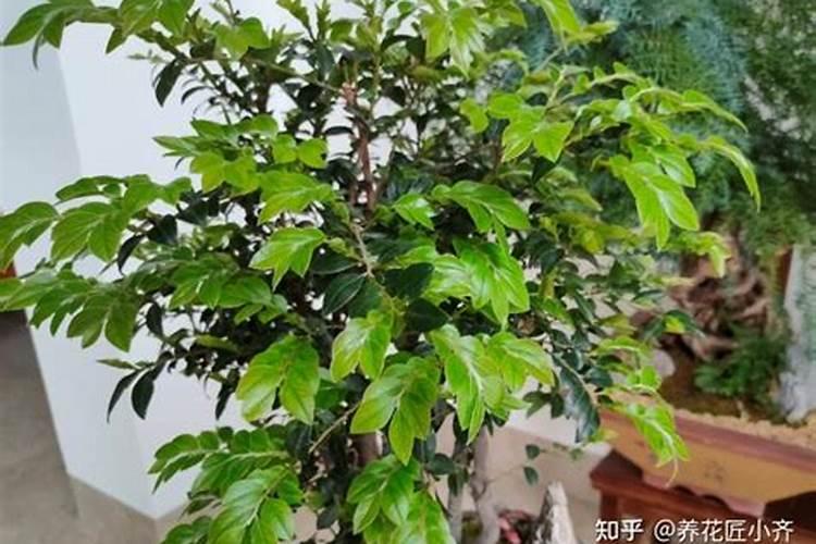 花生叶面肥用什么高产 什么时候施肥好