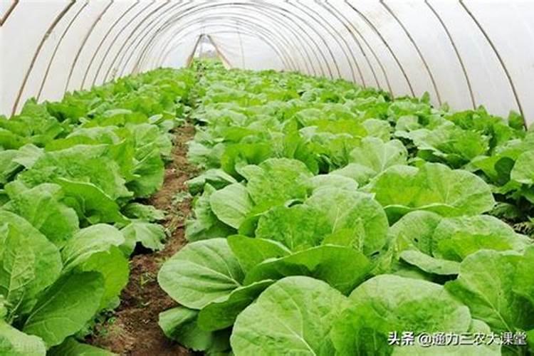 黄豆饼肥与菜籽饼肥哪个好