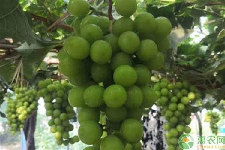 蓝妖:揭秘甜叶菊的养殖方法,核心只有这6点,照做有收获