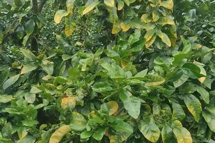 磷肥钾肥氮肥对植物有什么作用