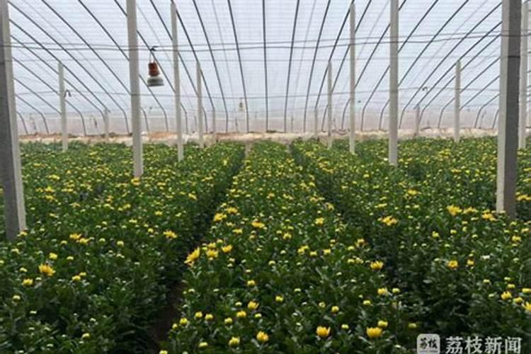 菊花怎么施肥,用什么肥料好