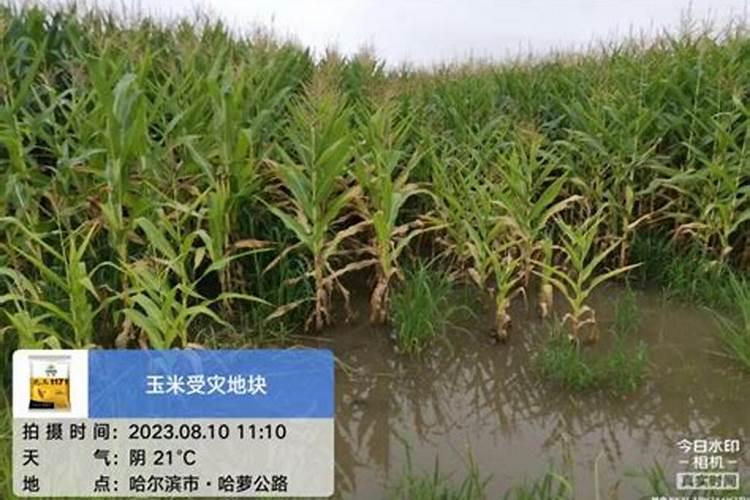 玉米使用叶面肥有什么效果？