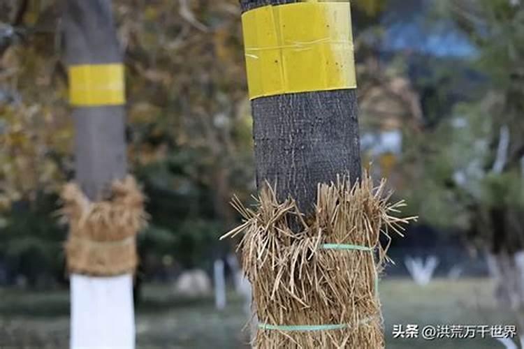 牡丹花什么时候施肥好