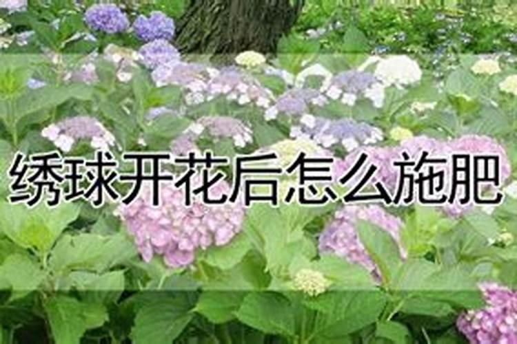 氮肥适合浇什么花