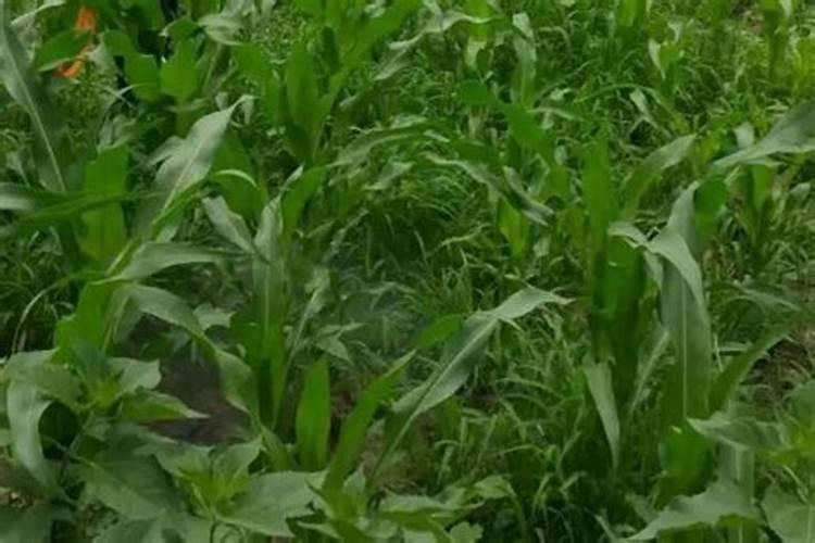 玉米除草可以加什么叶面肥？