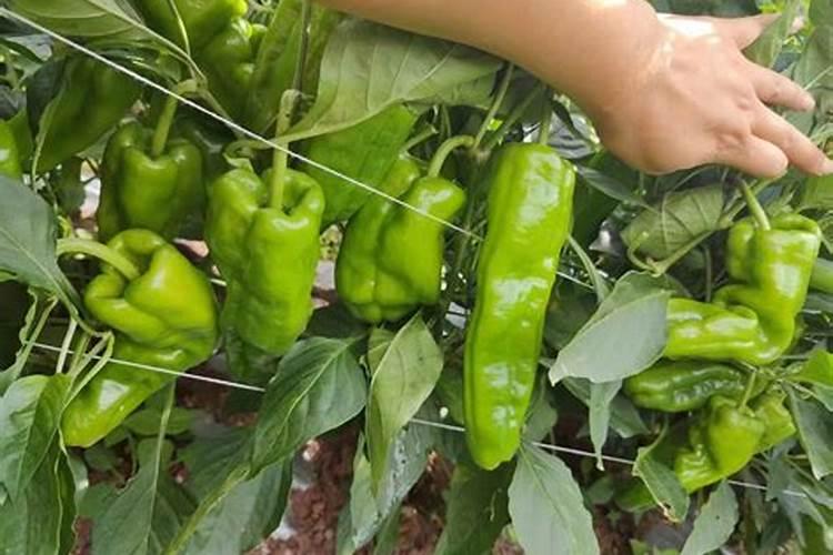辣椒开花结果期用什么肥料