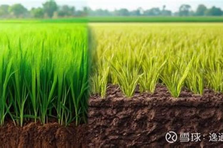 发霉的花生可以做肥料吗 怎样处理才能做花肥使用