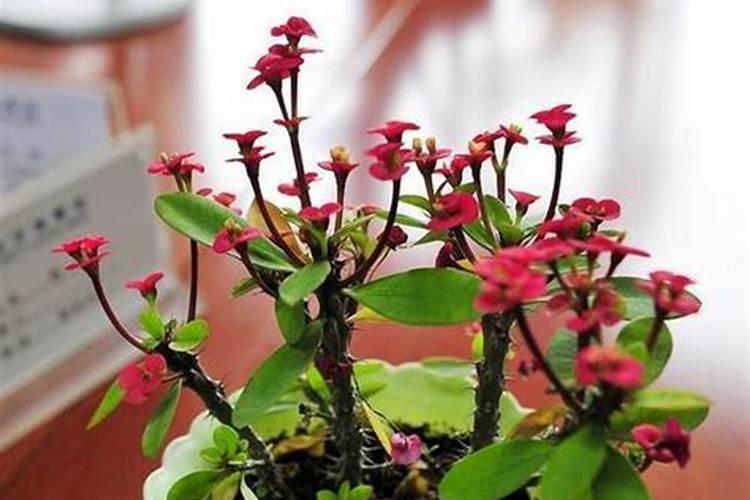 铁海棠怎么施肥