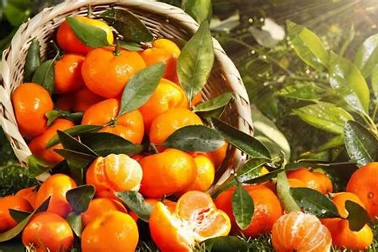 砂糖橘种植技术 手把手教你正确方法